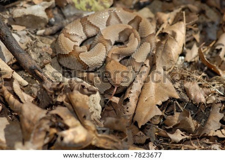 ... snake is hard to see when coiled among leaf litter 