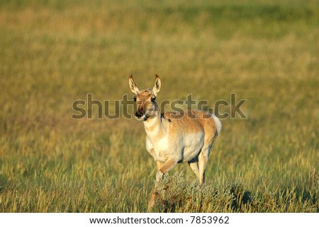 Female Pronghorn