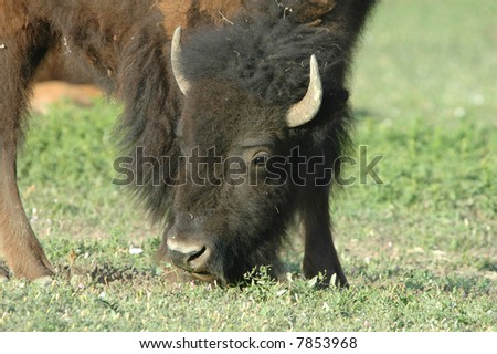 An image of an American bison with the head and eyes sharp while the animal feeds on short grasses.