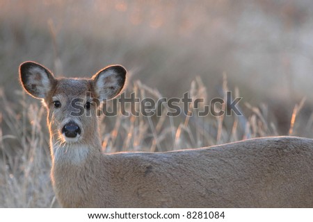 A female white-tailed deer displaying her thick winter coat.