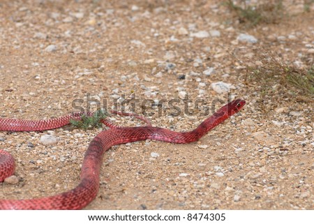worm snake snake hill on lake ballard desert western ma