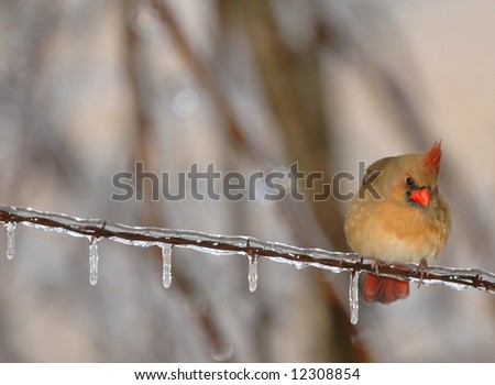 A female northern cardinal sitting on ice covered barbed wire fence.