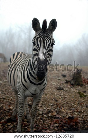 A black and white zebra stands alone with fog and sky in the background.