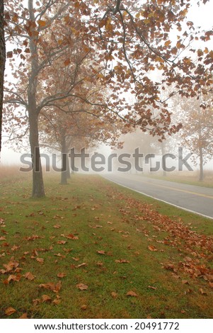 A tree lined road on a foggy day during fall.