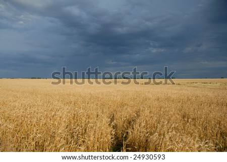 Dark storm clouds hover low over a golden wheat crop.