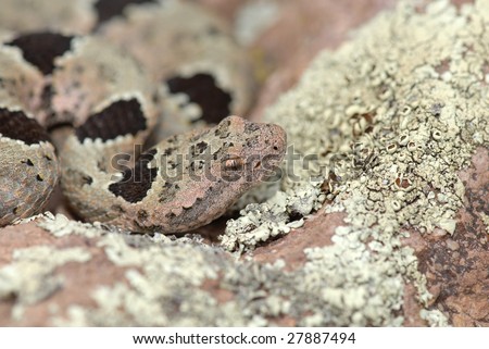 Banded Rattlesnake