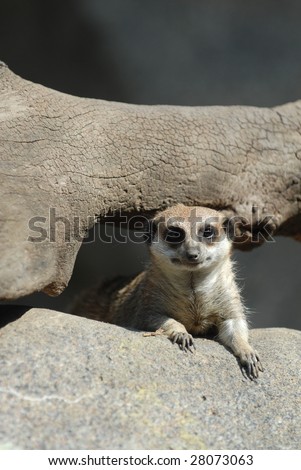 An adorable meerkat is peeking thought a log and a boulder.