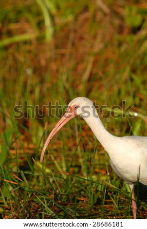 A white ibis bird wading through the Florida Everglades hunting for food.