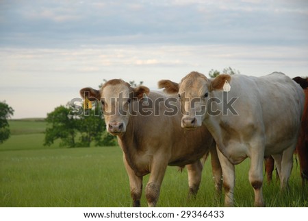 Two cows standing in a green mead with a blue and white sky background.