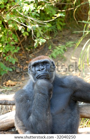 A gorilla sits and ponders who is truly higher on the evolutionary ladder as zoo patrons shout to get his attention.