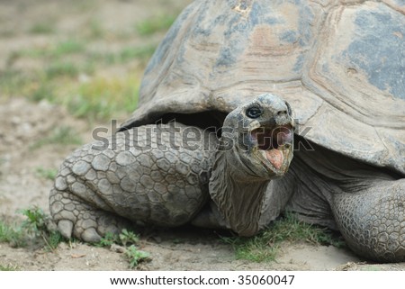 A giant tortoise appears to be angry and yelling at his neighbors.