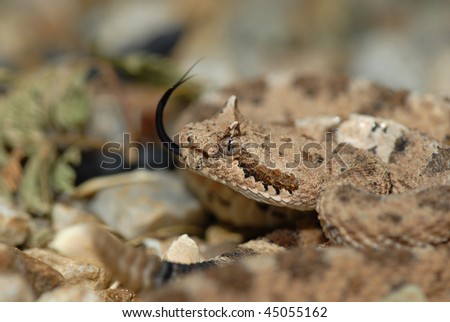 Sonoran Sidewinder From The Desert Of Southern Arizona.