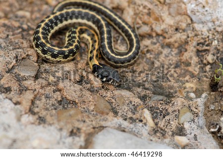 cute animals vector cobra snake defending young beautif