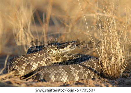 An adult southern pacific rattlesnake from southern California.