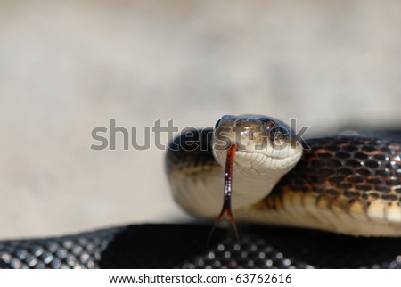 A large black ratsnake sticking his tongue out with a light grey background.