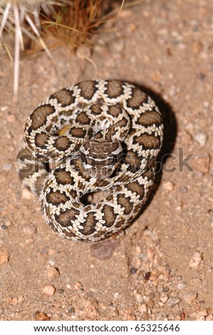 A juvenile southern pacific rattlesnake from southern California. This is a very toxic species of rattlesnake.