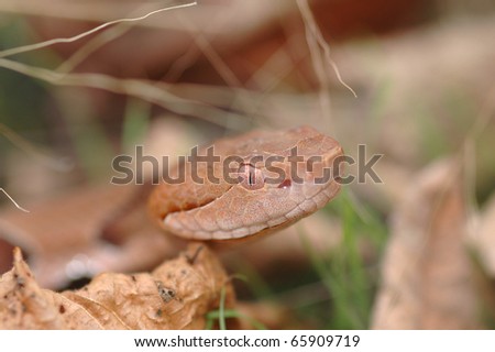 A pretty snake in the grass with a painful bite, the osage copperhead.