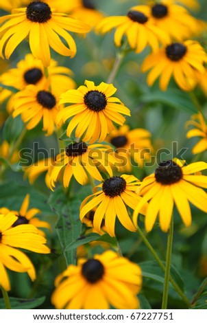 The black-eyed susan is a common wild flower that grows in warm summer months.