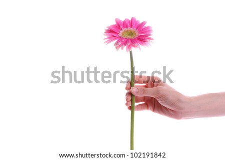 hand holding daisy