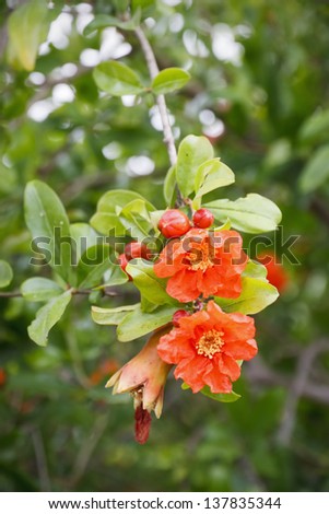 Pomegranate tree blossom, Punica granatum