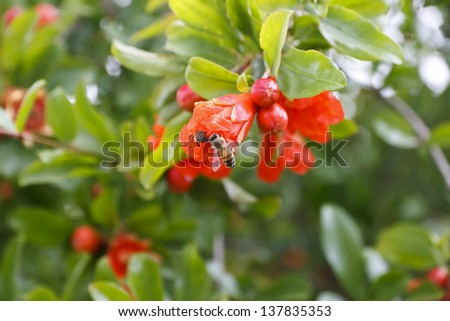 Bee collecting pollen or nectar of pomegranate tree blossom, Punica granatum