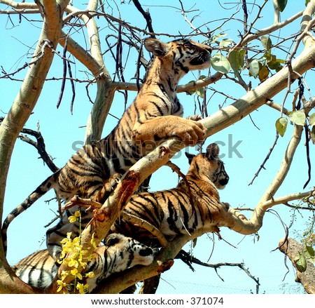 Tiger cubs playing on a tree in a zoo in Bhopal