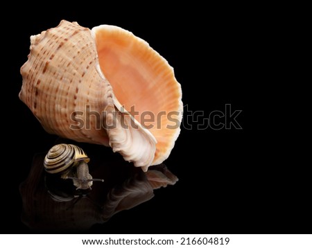 The garden snail and sea cockleshell is isolated on black