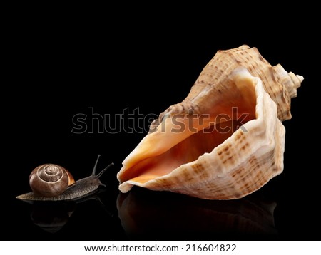 The garden snail and sea cockleshell is isolated on black