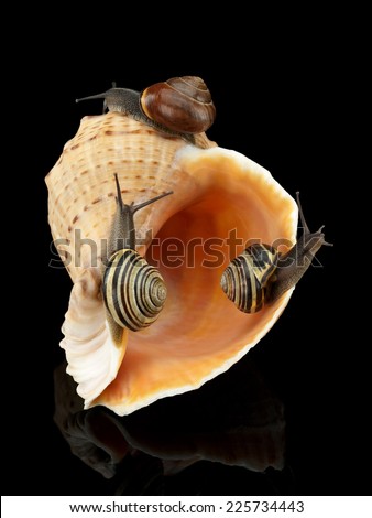 Three garden snails creeping on a sea cockleshell are isolated on black