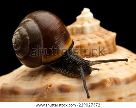 Close up of a snail creeping on a sea cockleshell