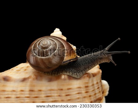 Close up of a snail creeping on a sea cockleshell