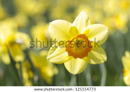 Close image of a singled out daffodil in bloom