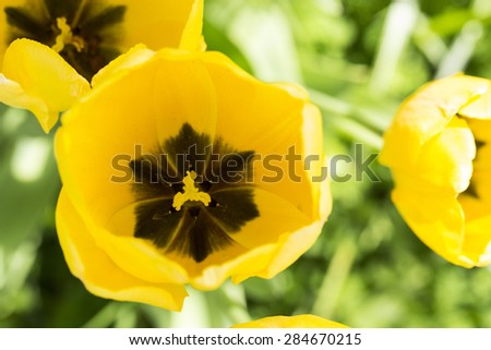 Close up of the inside of a beautiful yellow Tulip with black patterns inside on a bright sunny day