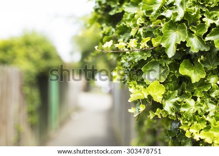 Green leaves from a bush in an alleyway with blurred background, great for text