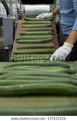 Conveyor belt moving fresh cucumbers along the line to be wrapped for shipping and sale