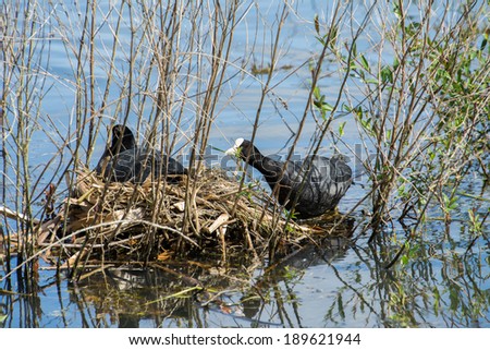 Pair of common Coots building a nest, Salburua park