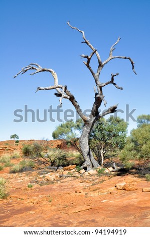 Dry tree in Kings canyon in Australia