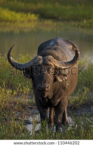 Cape Water Buffalo wading through the water in the afternoon sun