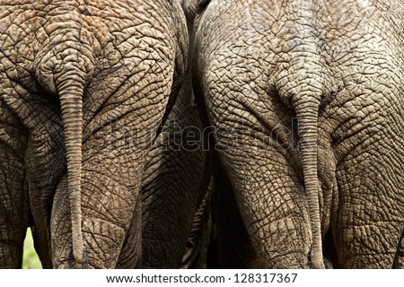 Two wrinkly elephant bums.