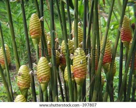 bee hive honey ginger plant