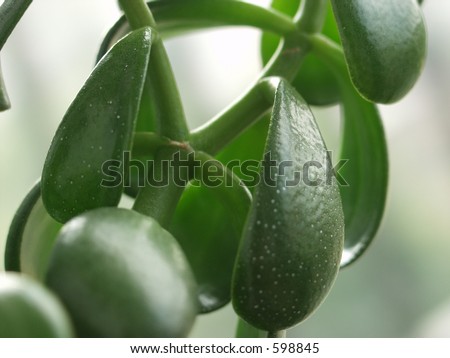 Jade plant Crassula argentea