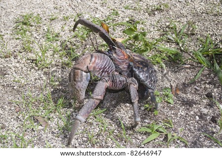 Coconut Crab - Birgus Latro