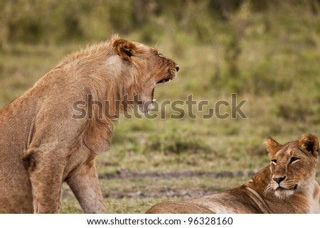 Young Lion and Lioness - Early Morning