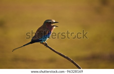 Lilac Breasted Roller Bird - Sunset singing