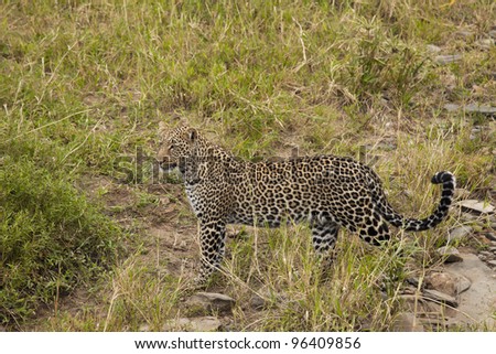 Leopard walking along a dry riverbed