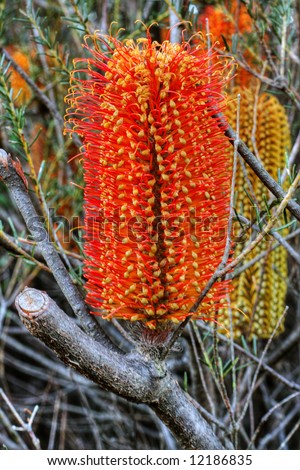 Banksia - A native Australian flower