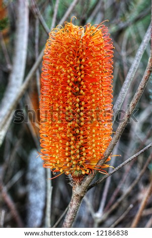 Banksia - A native Australian flower