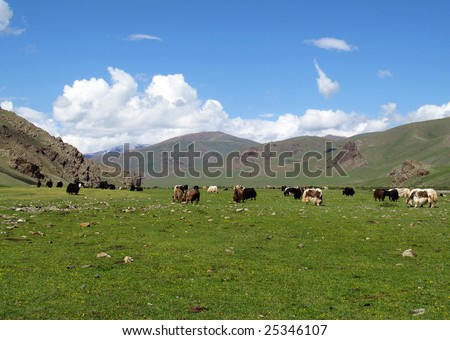 Mongolian Countryside