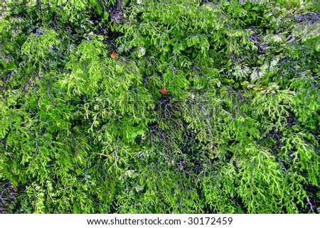 wallpaper rainforest. Background+rainforest