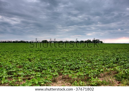 soy farm in Huron County, Ontario, Canada